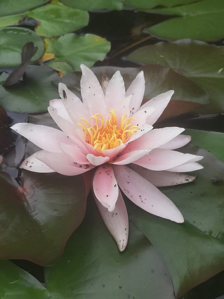 lotus minu tantra. Hinagamine, kohalolu, kujutlus.